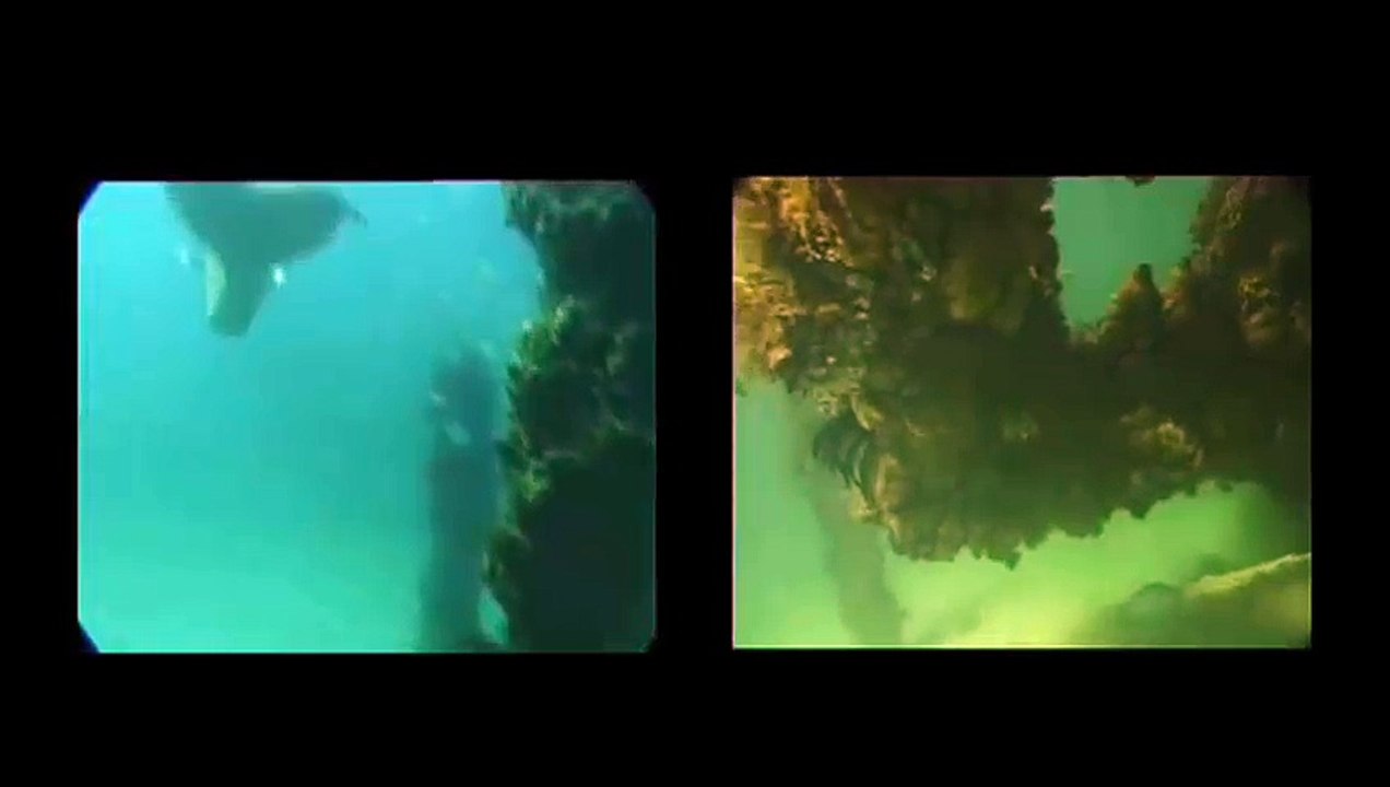 Mermaid Sighting Filmed In Great Barrier Reef