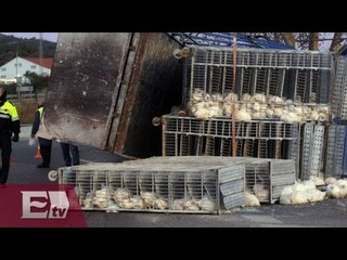 Tráiler que transportaba pollos se voltea en glorieta de la Raza / Vianey Esquinca