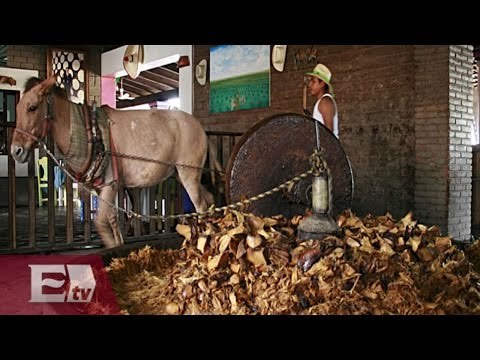Conoce la ruta del mezcal en Oaxaca / Excélsior Informa
