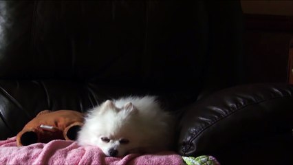 Gabe the Dog Hurt (Tribute to Gabe the Dog)