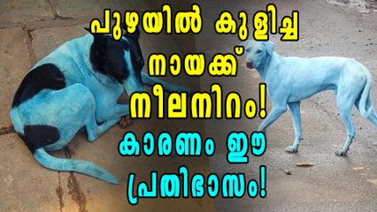 പുഴയില്‍ കുളിച്ച നായക്ക് നീലനിറം! | Oneindia Malayalam