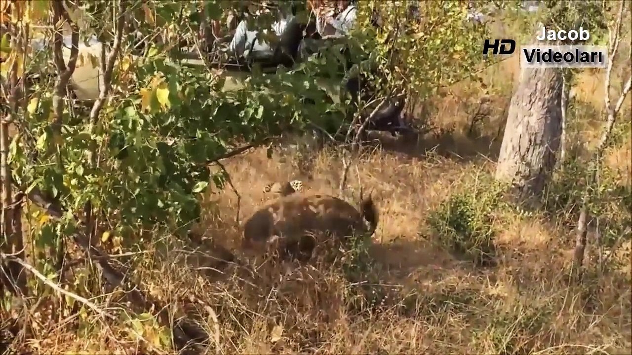 LEOPARD vs HYENA Real Fight ►► Lion Crocodile Gorilla (Big Baboon) Cheetah Wild Animal Att