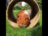 Adorable Guinea Pigs Play a Game of Chase