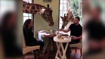 Quand des girafes s'incrustent au resto et mangent avec toi à table