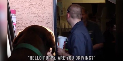 Quand ton chien commande au drive de McDo... Blague énorme