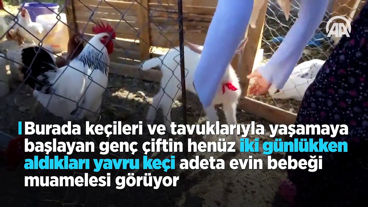 Cennet'in 'ana kuzusu' Pamuk
