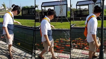 Il percute un poteau en donnant à manger aux poissons