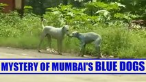 Mumbai dogs are turning blue because of toxic water, Watch video | Oneindia News