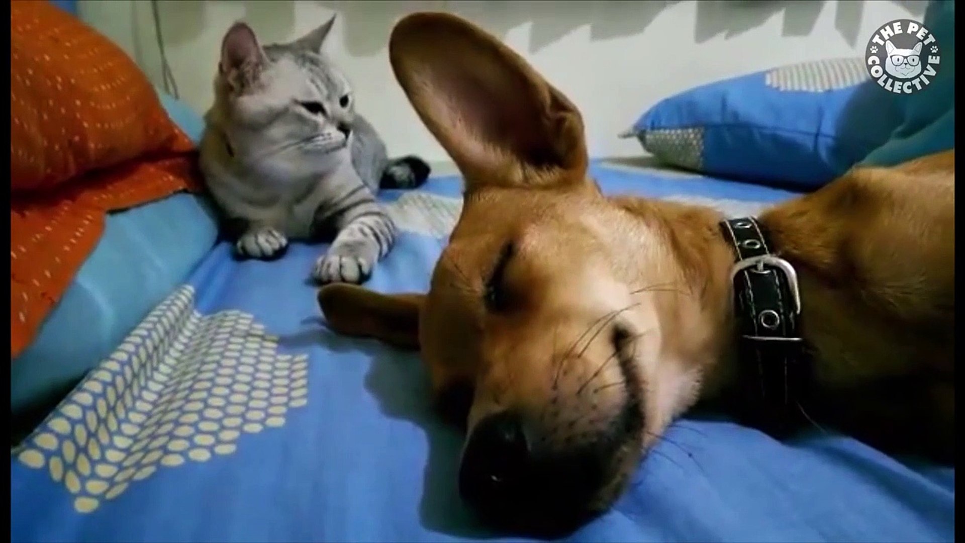⁣prank pets funny pet video compilation cat and dog