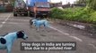 En Inde, les chiens deviennent bleus après avoir baigné dans une rivière polluée