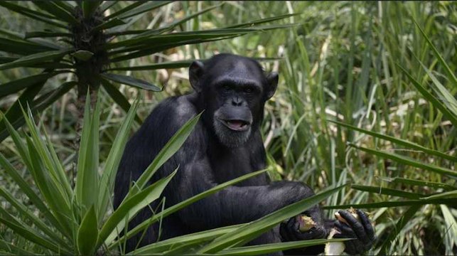Des chimpanzés ont appris les règles du chifoumi