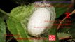 Origin of Chinese Characters - 2387 茧 jiǎn cocoon, thick callus - Learn Chinese with Flash Cards