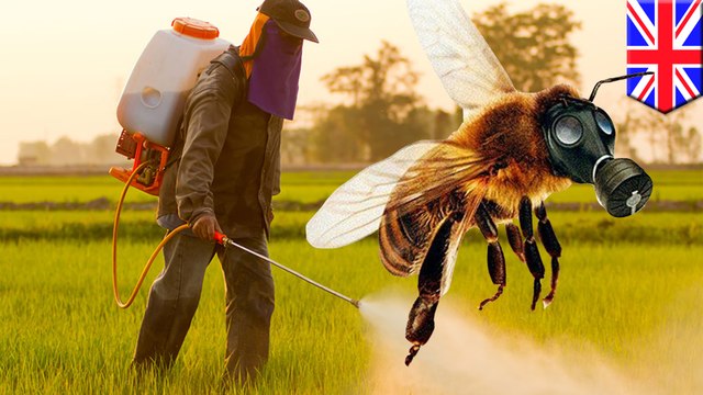Popular pesticides stop bees from laying eggs