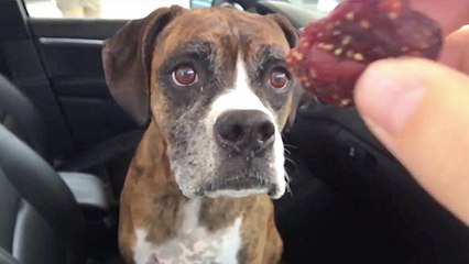 Dog Gobbles Up Jerky In Slow Motion