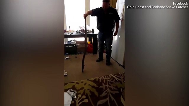 Family finds eastern brown snake found tangled in their logo set