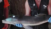 Des baigneurs jouent avec un bébé dauphin à l'agonie au lieu d'appeler les secours