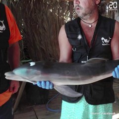 Des baigneurs jouent avec un bébé dauphin à l'agonie au lieu d'appeler les secours