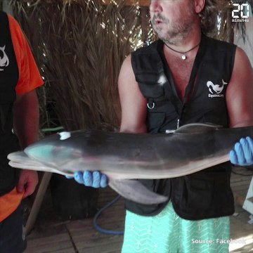 Des baigneurs jouent avec un bébé dauphin à l'agonie au lieu d'appeler les secours