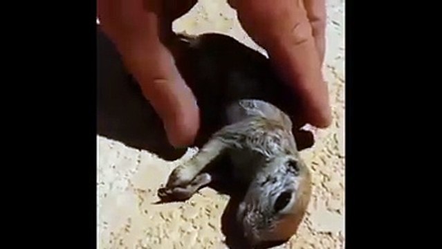 Boğulan sincabı kalp masajı yaparak kurtardı