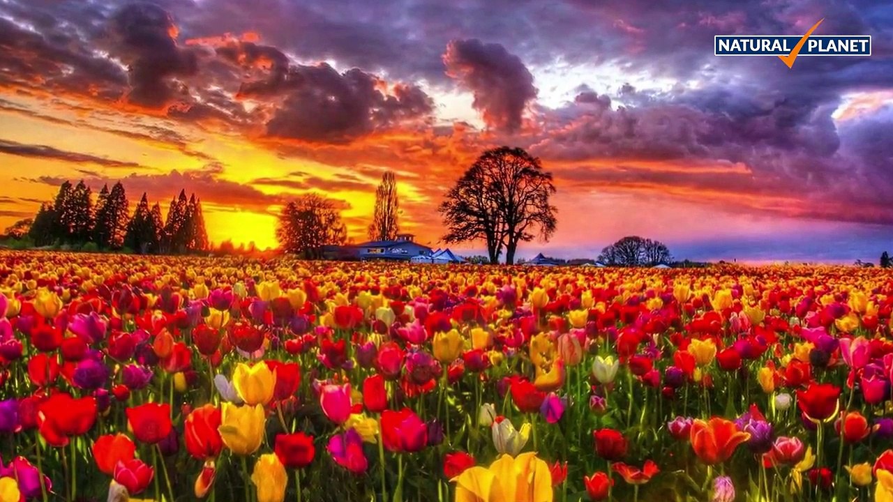 Beautiful Flowers Collection