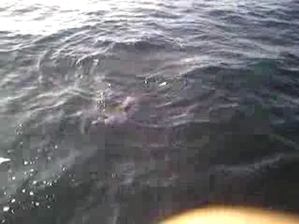 Absolute-Fishing! Peche au thon au Stes maries de la mer 1