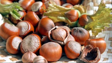 Bakan Fakıbaba, Fındık Fiyatlarını Açıkladı: Giresun 10,5 TL, Levant 10 TL