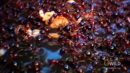 Ako nekada vidite da ovo pluta po vodi, NE PRILAZITE ni pod koju cijenu!