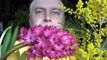 Цветы мимоза, гиацинт к восьмому марту — Геннадий Горин