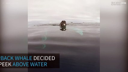 Humpback whale makes a rare appearance above water