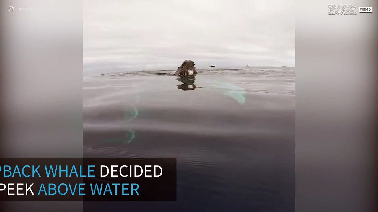 Humpback whale makes a rare appearance above water