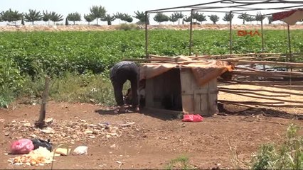 Şanlıurfa Kurban Bayramı'nda Satacağı 14 Koyunu Çalındı