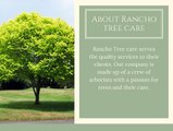 Best Tree Removal & Tree Trimming Services in Fontana