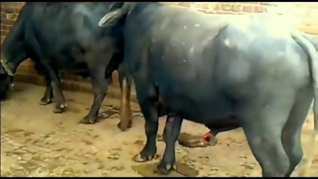 buffalo breeding