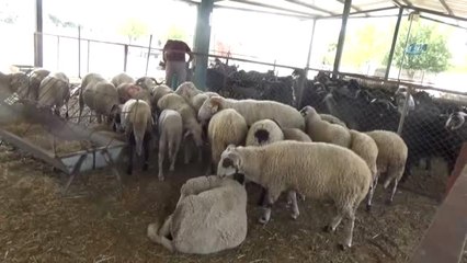 Kurban Pazarı Hareketlendi