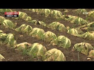 고랭지배추 무름병 확산...수확 포기 속출 / YTN