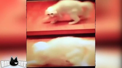 Cats Dancing to Music