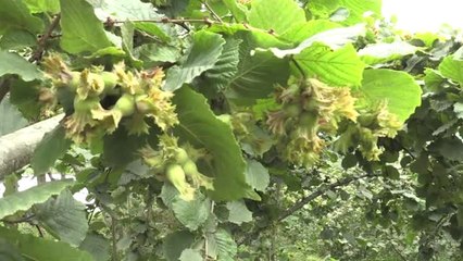 TMO'nun Fındık Alım Kararı Üreticiyi Memnun Etti - Ordu