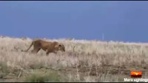 Un lion attaque un hippopotame mais va sérieusement le regretter