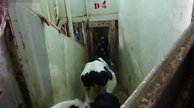 Vaches maltraitées et jetées à l'eau : nouvelles dénonciations d'une association de défense animale