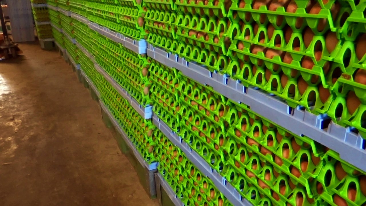 Chimay: un éleveur de Virelles risque de jeter 800.000 oeufs...