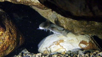 砂防ダムのタカハヤ 2017-08-17