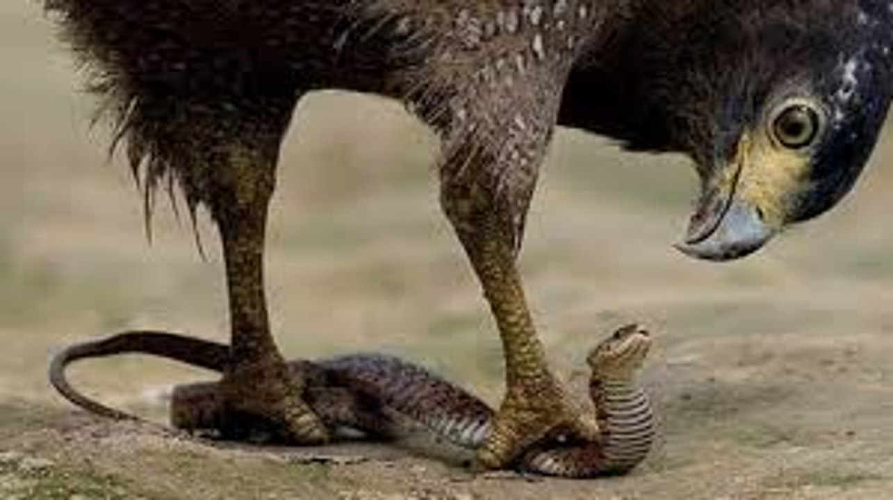 Eagle Vs Cobra | اقوى قتال بين الصقر والكوبرا