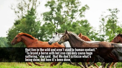 Galicia’s Wild Horse Roundup Runs Headlong Into Modernity
