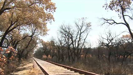 موجة حرائق للغابات بمحافظات شمال تونس