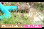 Amazing Fishing Trap   How to Make a Simple Fish Trap To Catch Fish