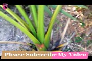 Awesome Super Quick Survival Snare Bird Trap - How to make super easy bird trap work