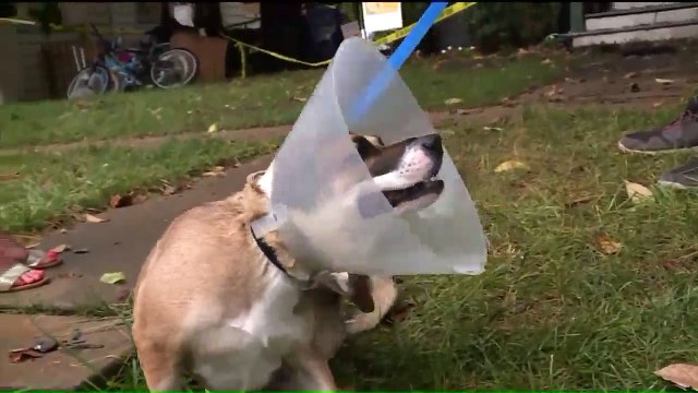 Family Thanks Good Samaritans for Rescuing Beloved Dog from Burning Home