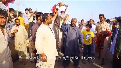 King of Asia Cow 2016 Part 2 - Catwalk - Sohrab Goth Mandi 2016 - 8 Foot Tall, 55-60 Mon Meat.