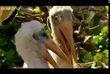 top Funny Animals (Hindi-Urdu) punjabi totay