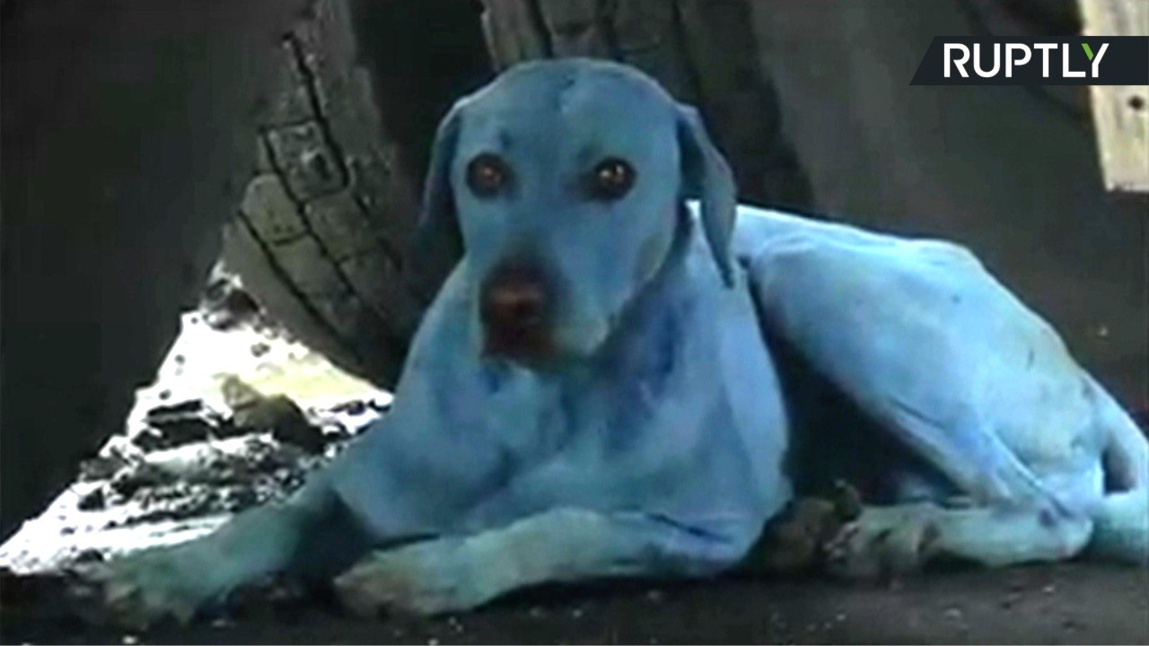 The Strange Case of Light Blue Stray Dogs in Mumbai video Dailymotion